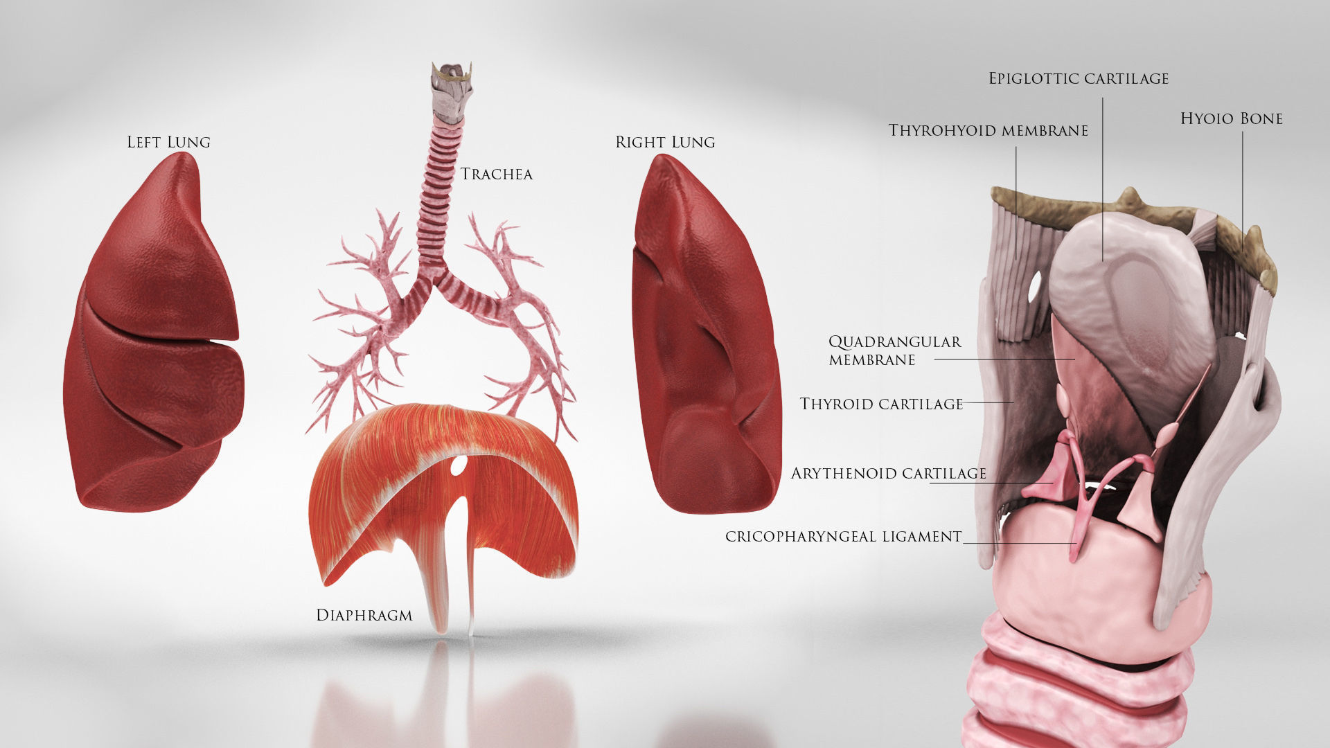 Human Lungs with Diaphragm Anatomy 3D model_3