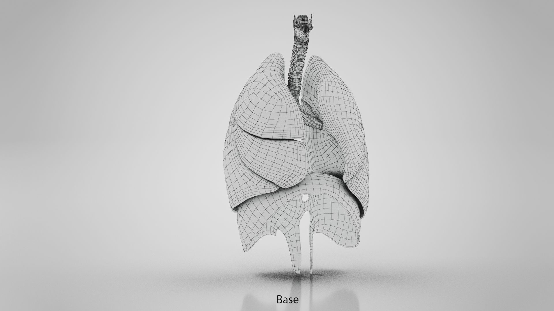 Human Lungs with Diaphragm Anatomy 3D model_24