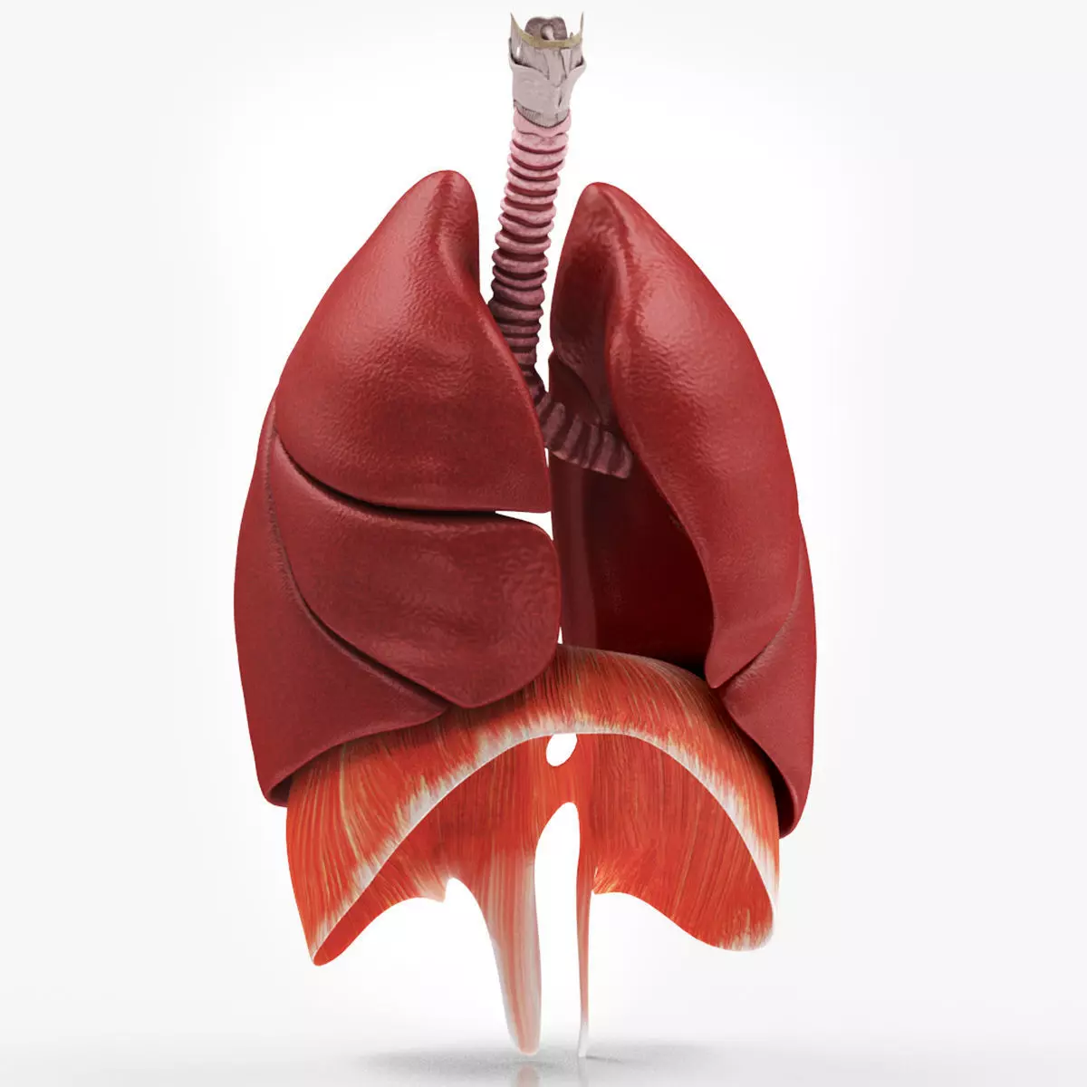 Human Lungs with Diaphragm Anatomy 3D model_0