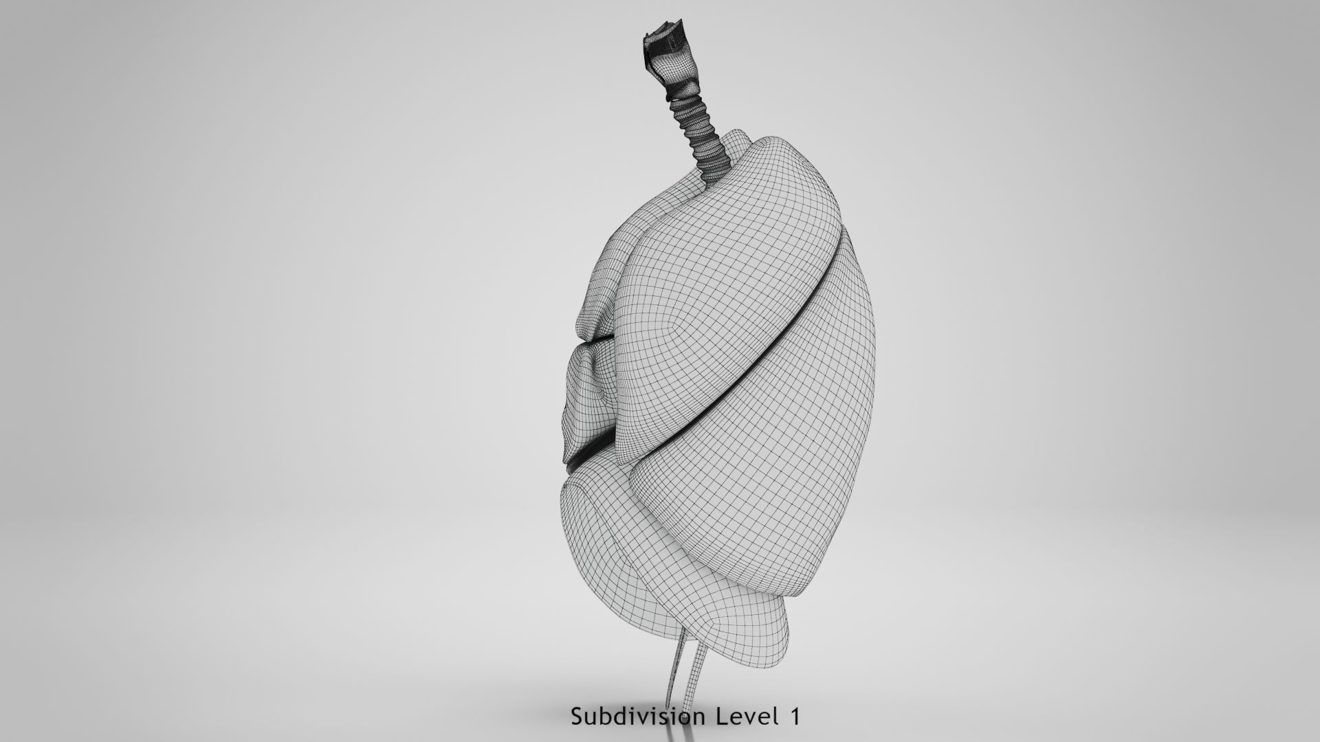 Human Lungs with Diaphragm Anatomy 3D model_19