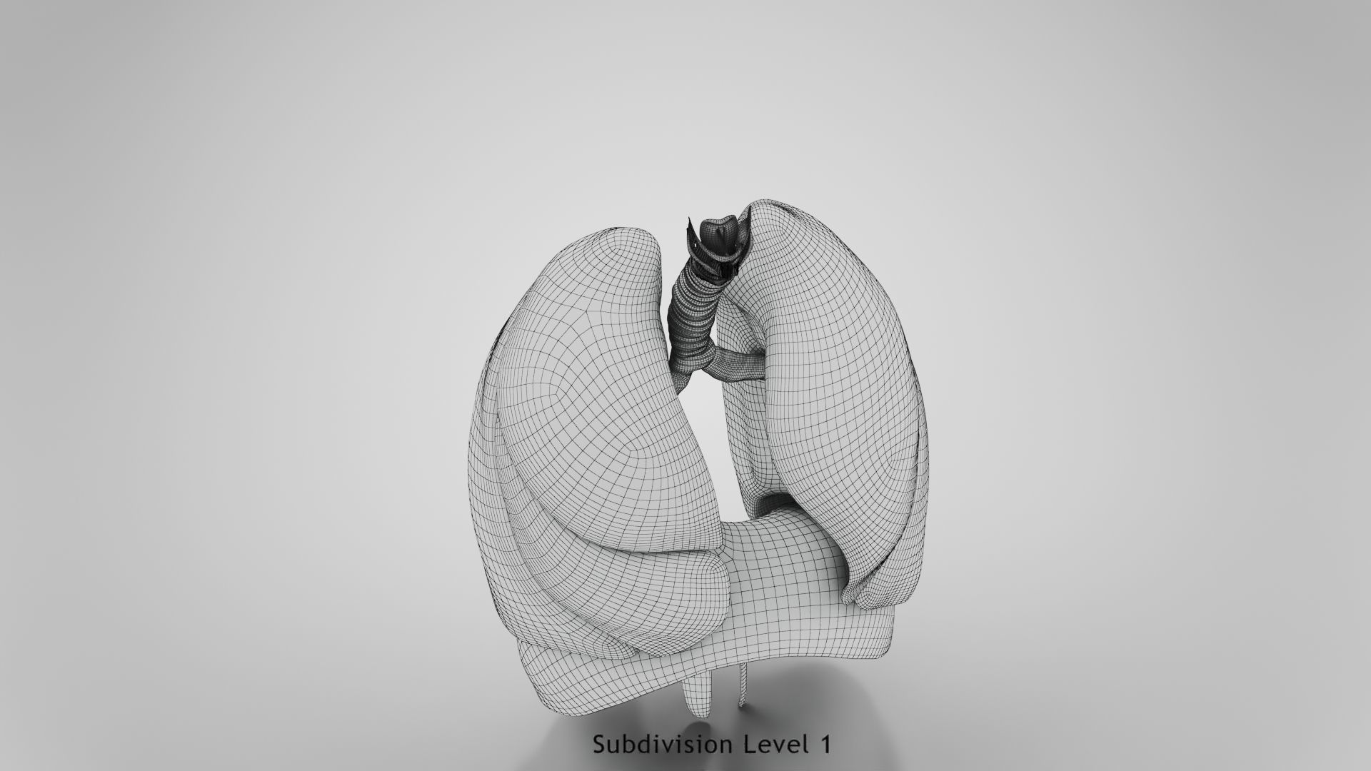 Human Lungs with Diaphragm Anatomy 3D model_21
