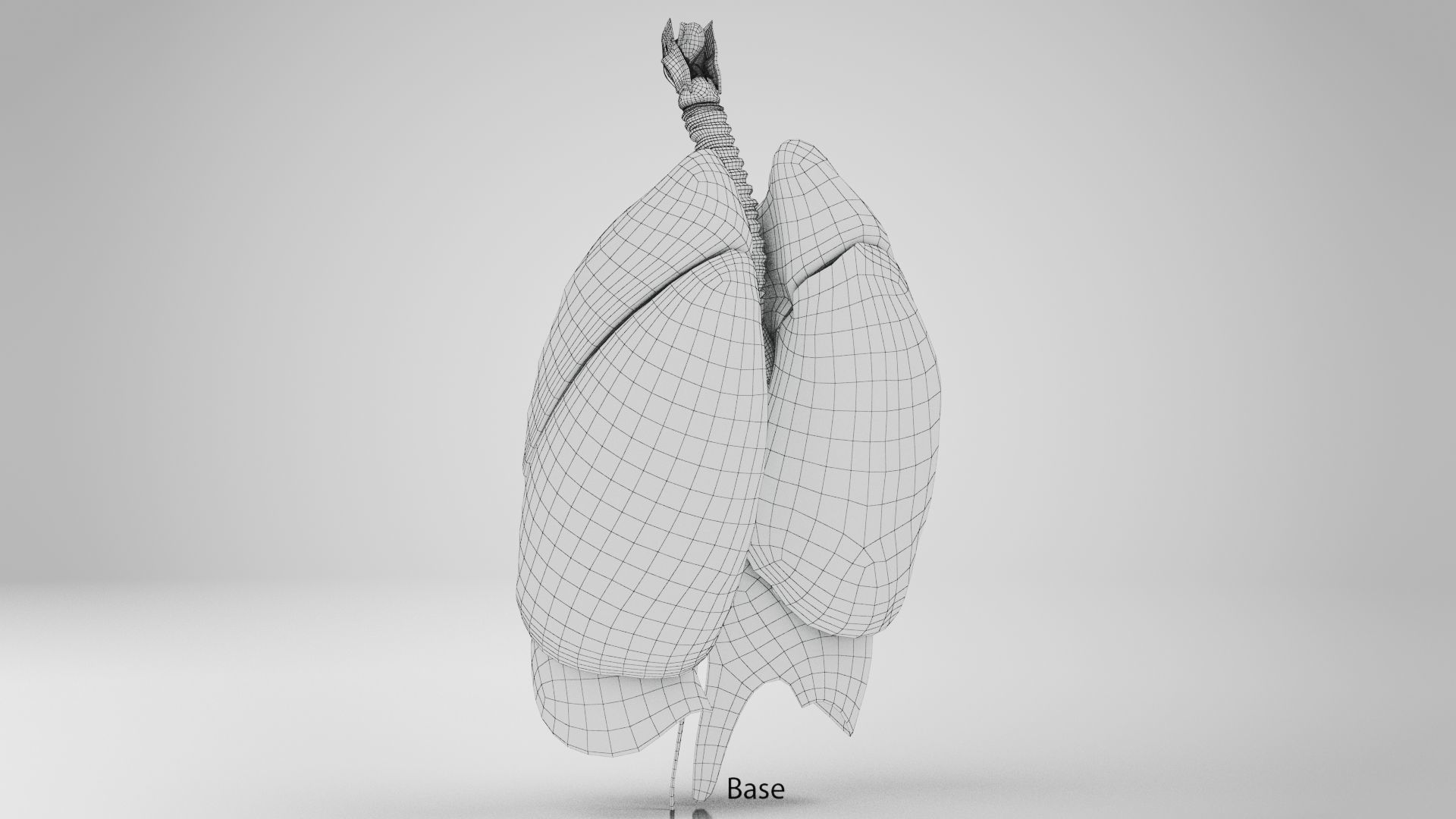 Human Lungs with Diaphragm Anatomy 3D model_14