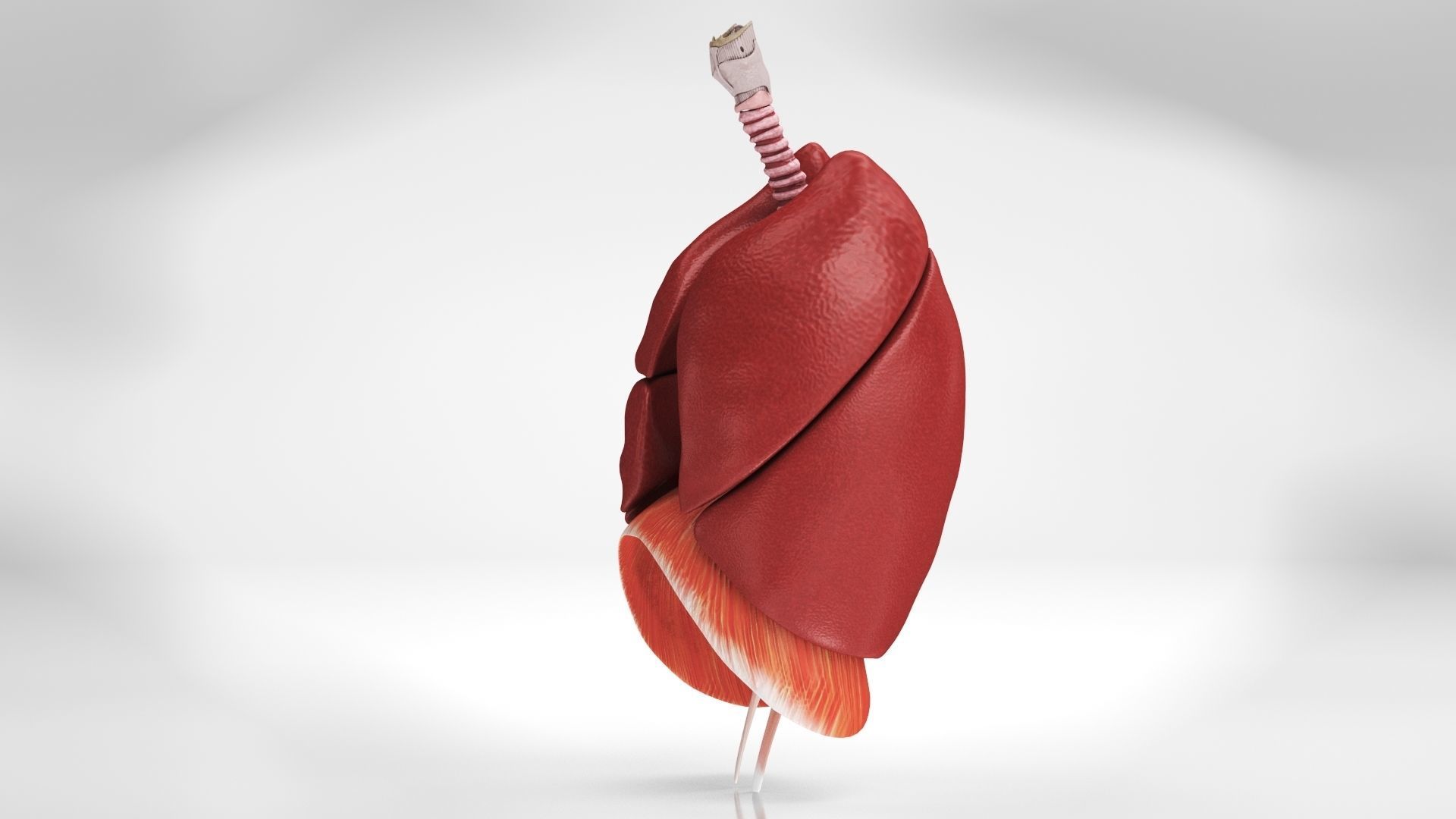 Human Lungs with Diaphragm Anatomy 3D model_7