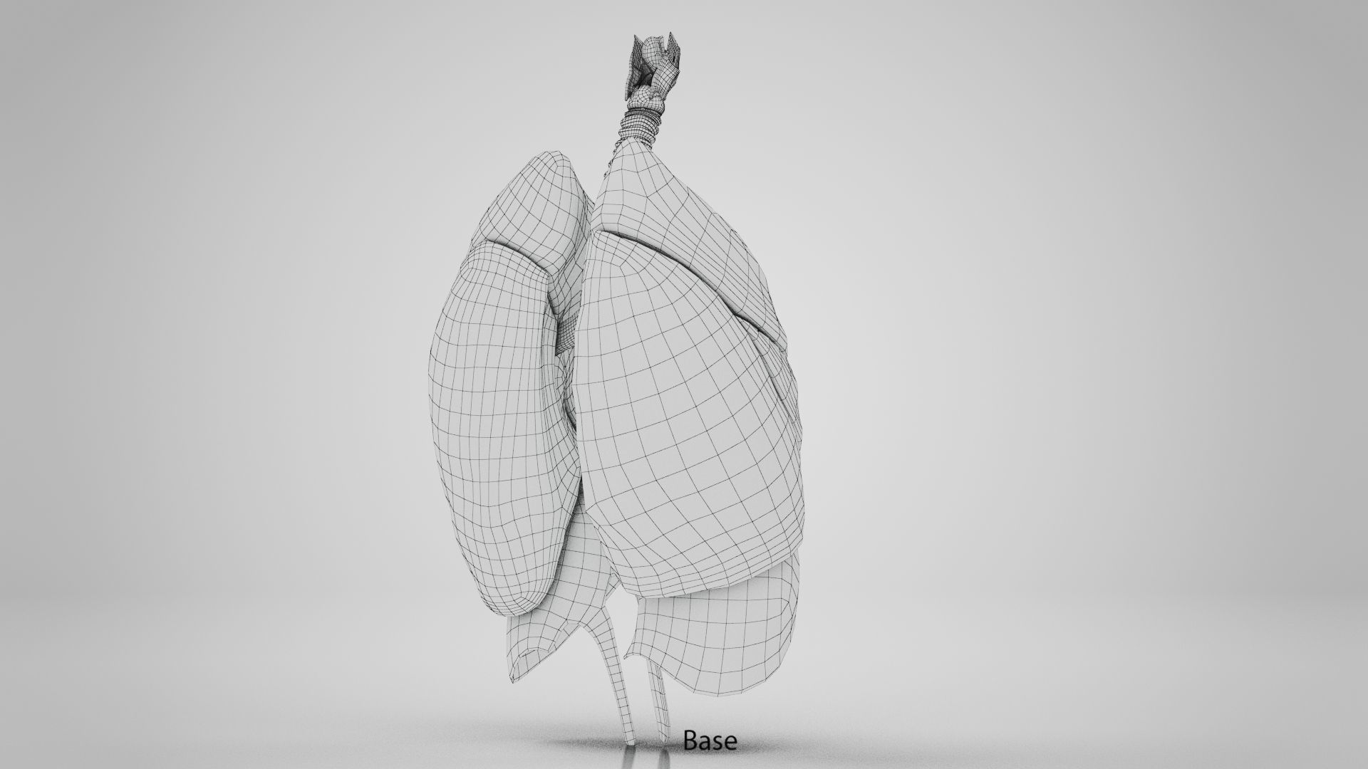Human Lungs with Diaphragm Anatomy 3D model_16