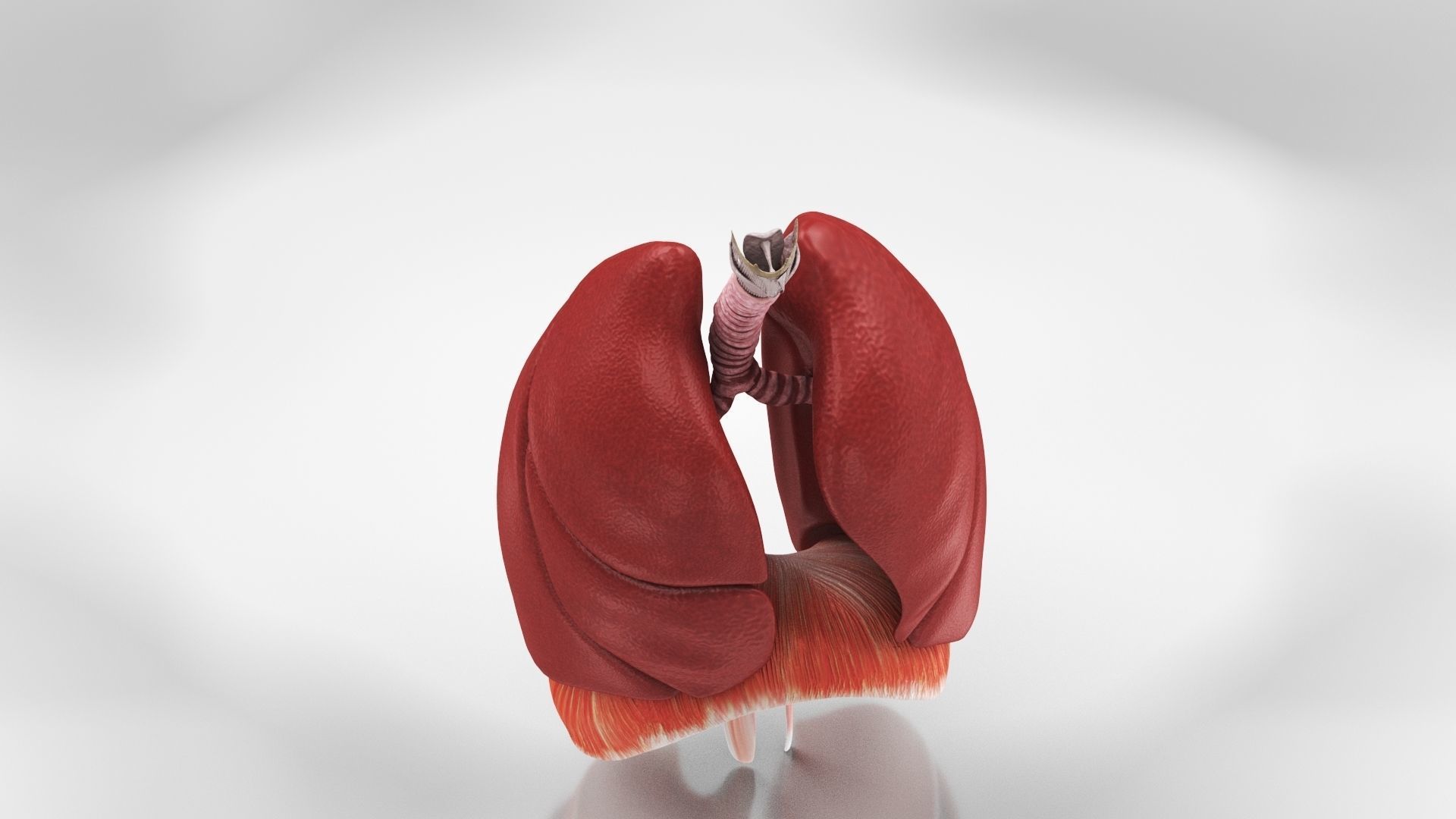 Human Lungs with Diaphragm Anatomy 3D model_8