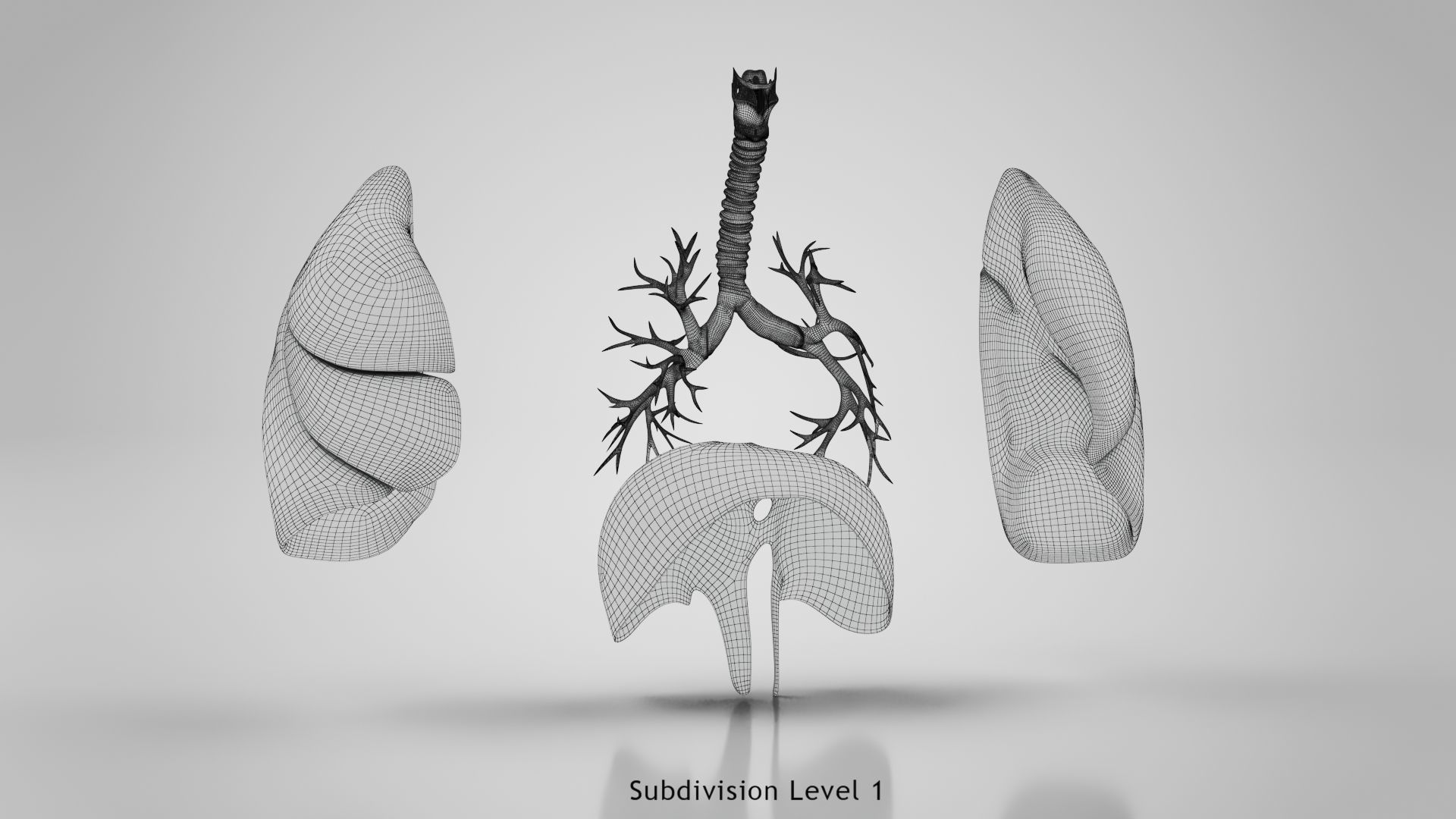 Human Lungs with Diaphragm Anatomy 3D model_27