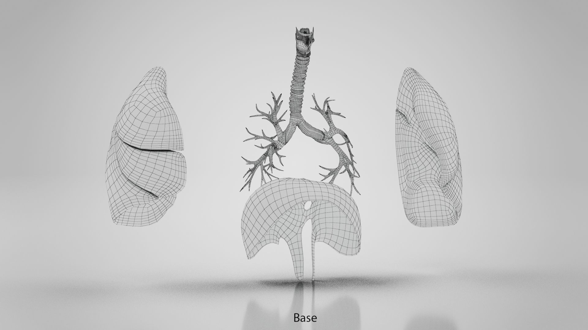 Human Lungs with Diaphragm Anatomy 3D model_26