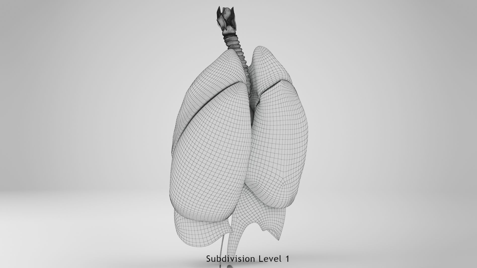 Human Lungs with Diaphragm Anatomy 3D model_15