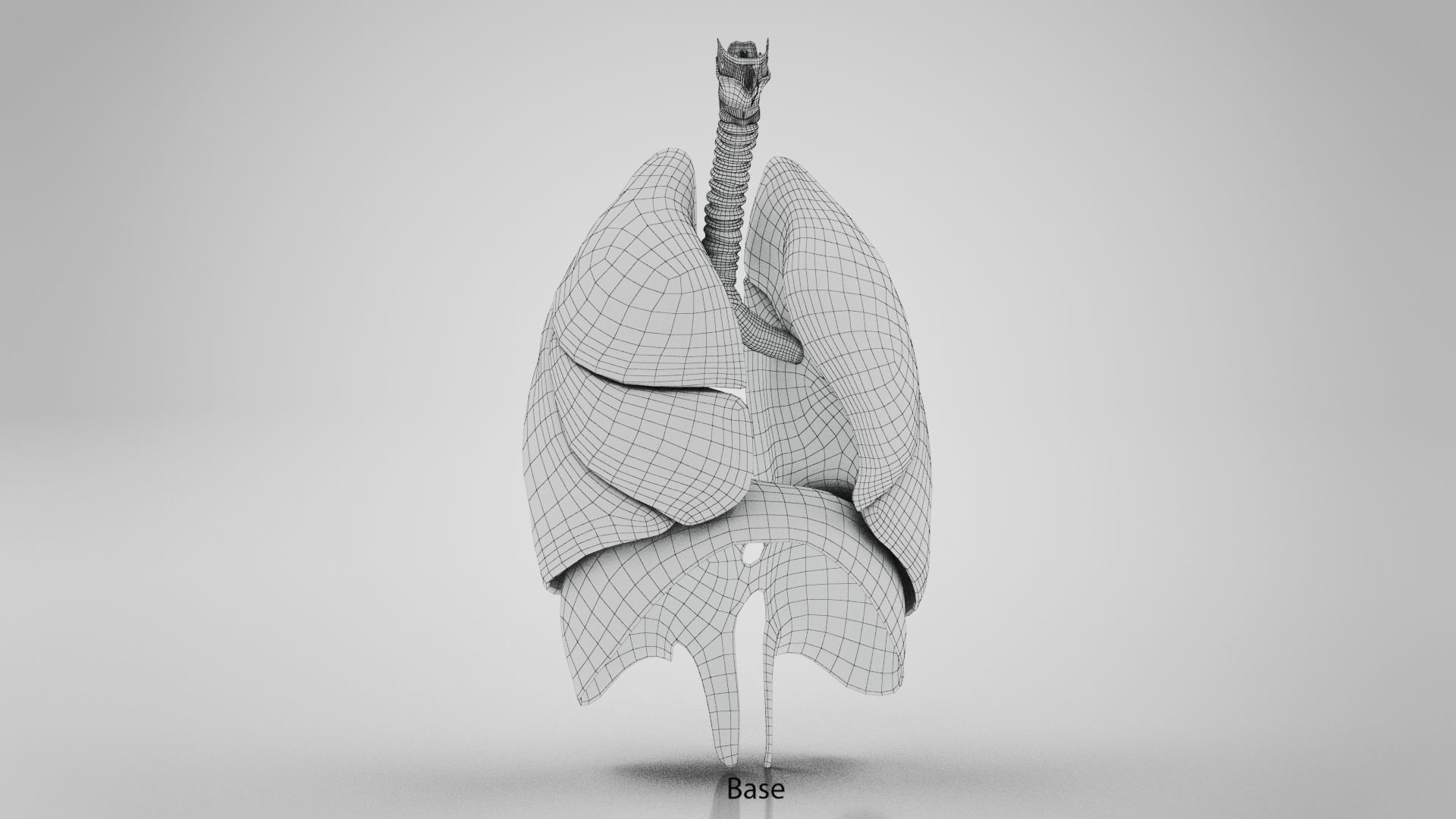 Human Lungs with Diaphragm Anatomy 3D model_12