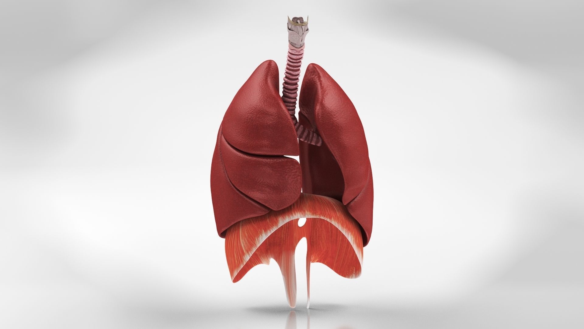 Human Lungs with Diaphragm Anatomy 3D model_4