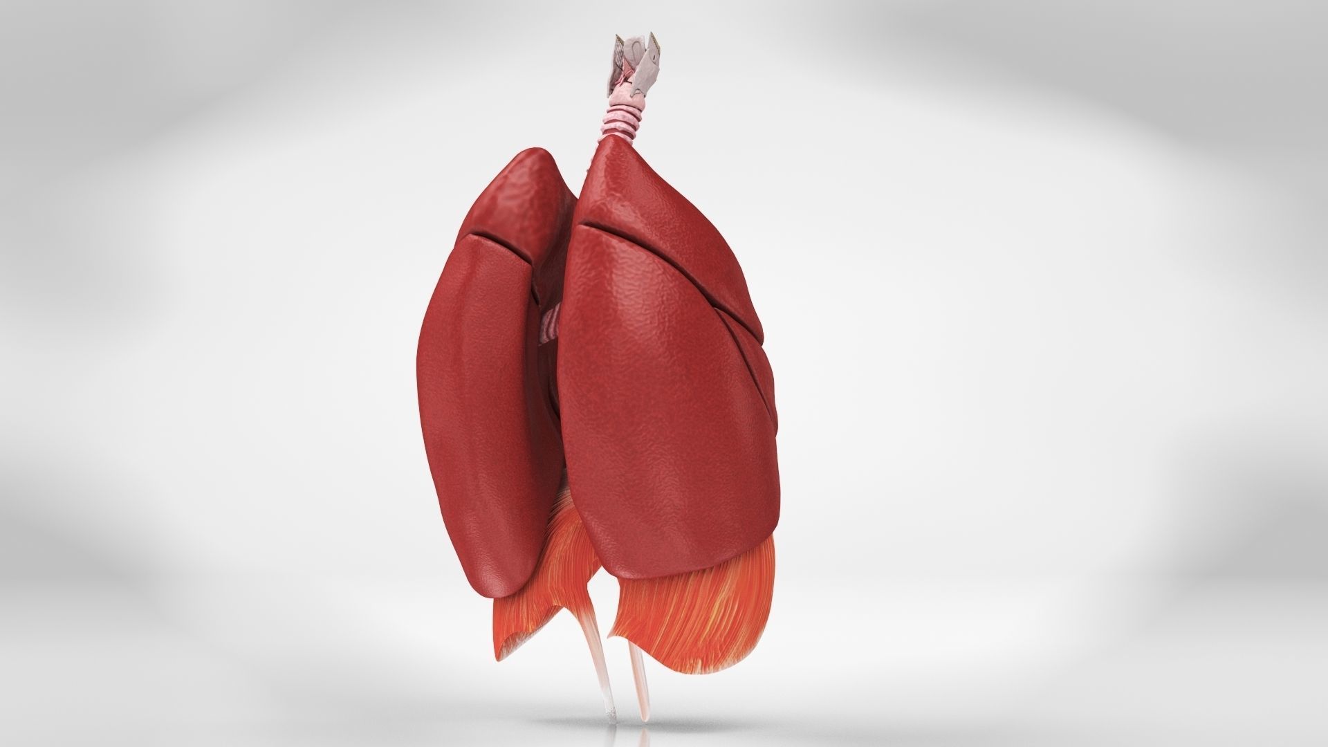 Human Lungs with Diaphragm Anatomy 3D model_6