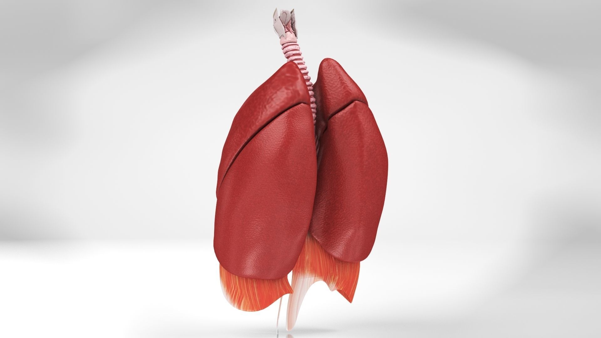 Human Lungs with Diaphragm Anatomy 3D model_5
