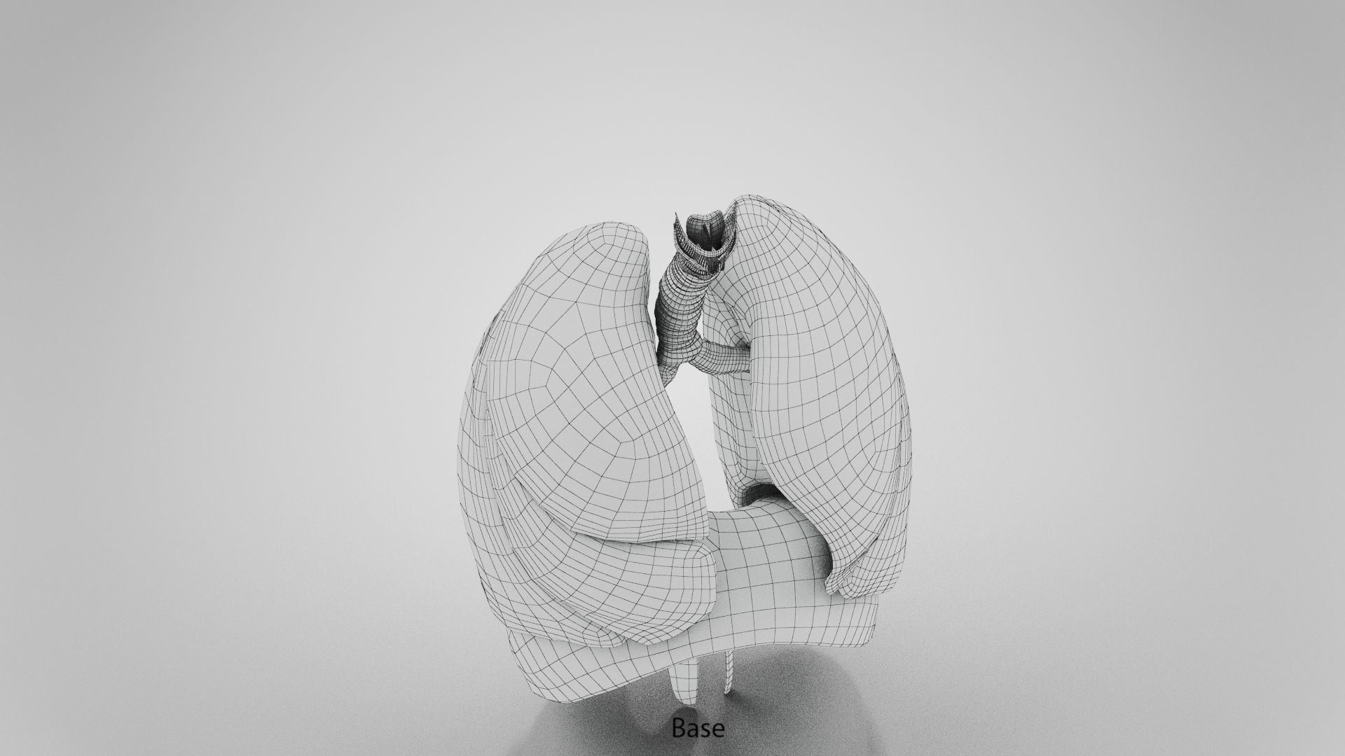 Human Lungs with Diaphragm Anatomy 3D model_20