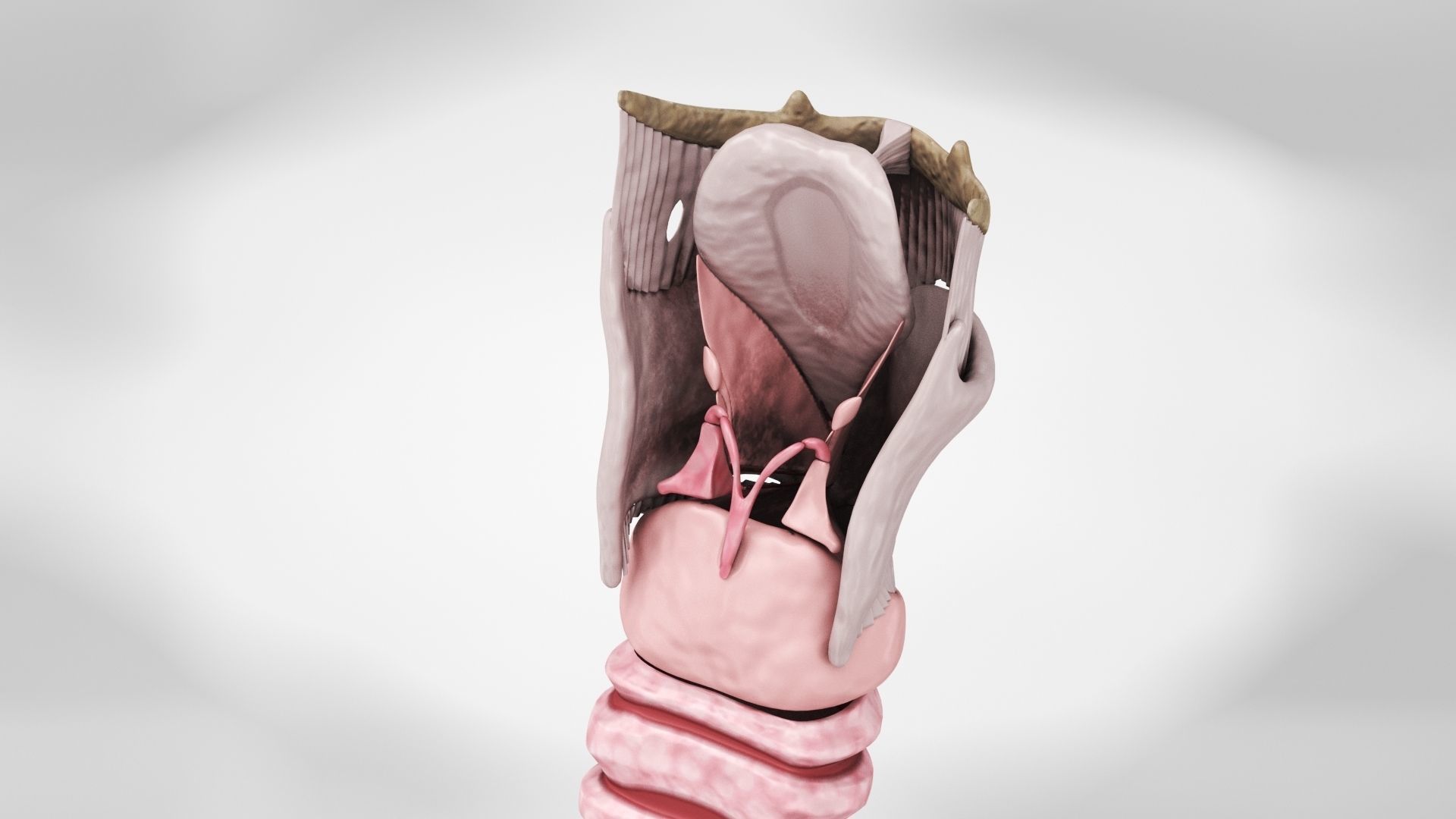 Human Lungs with Diaphragm Anatomy 3D model_10
