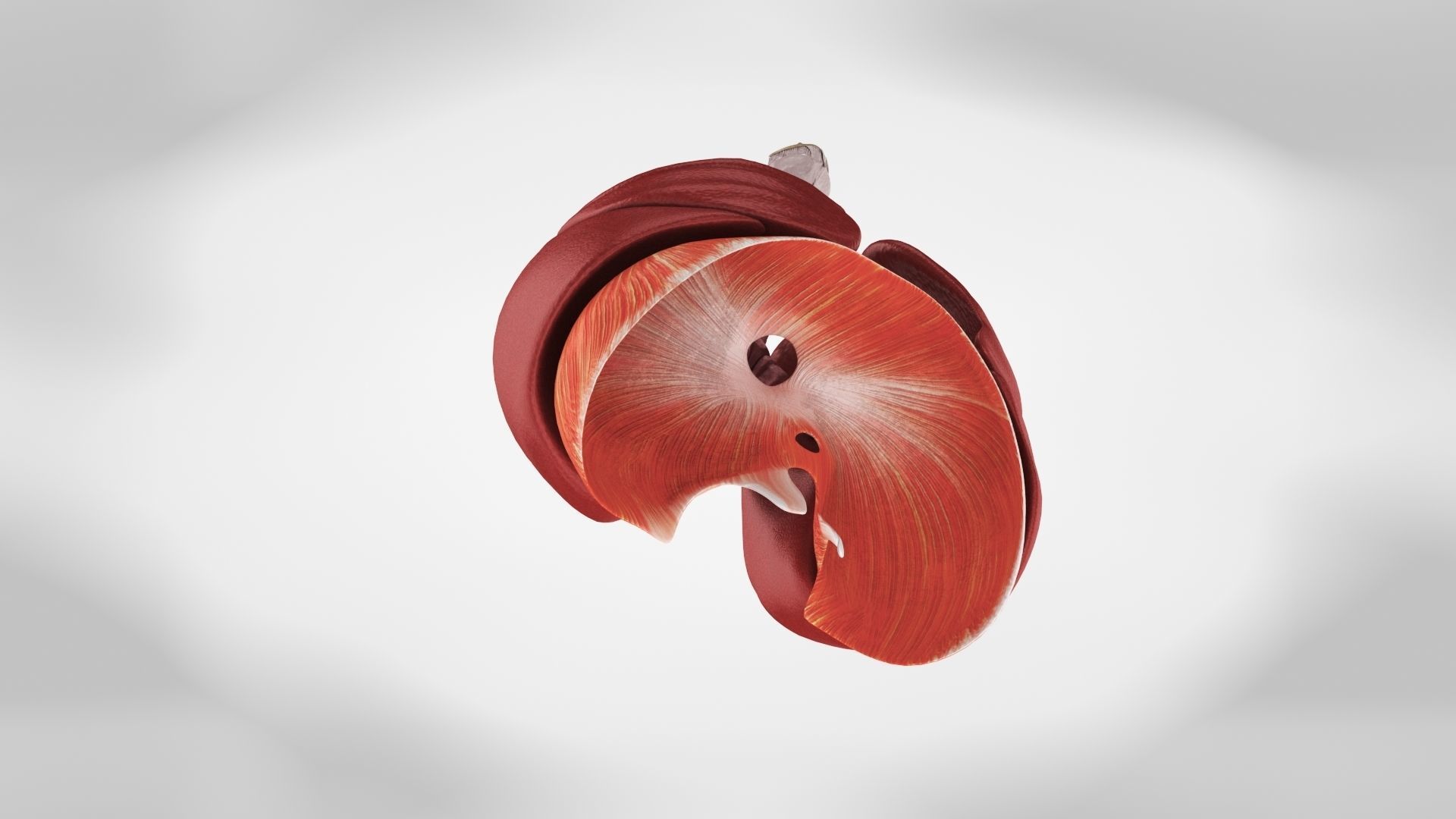 Human Lungs with Diaphragm Anatomy 3D model_9