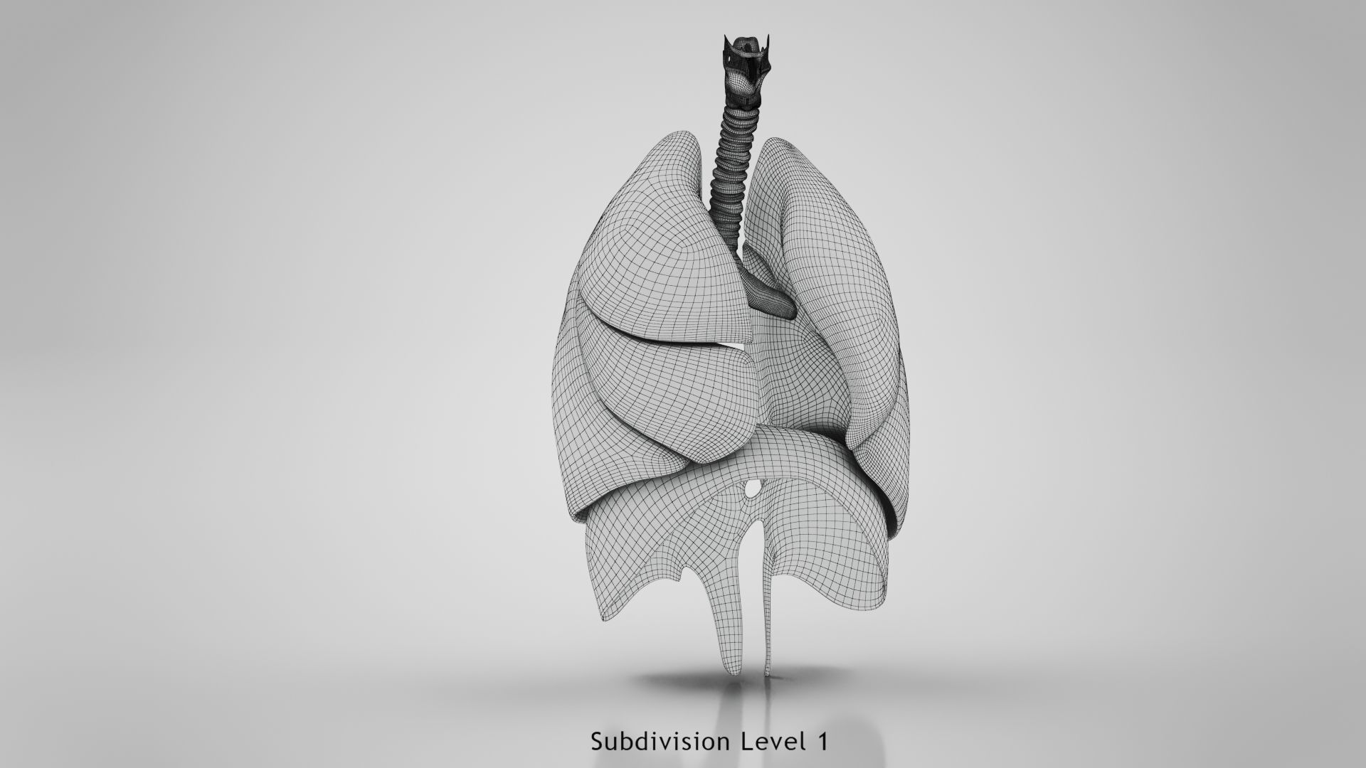 Human Lungs with Diaphragm Anatomy 3D model_25