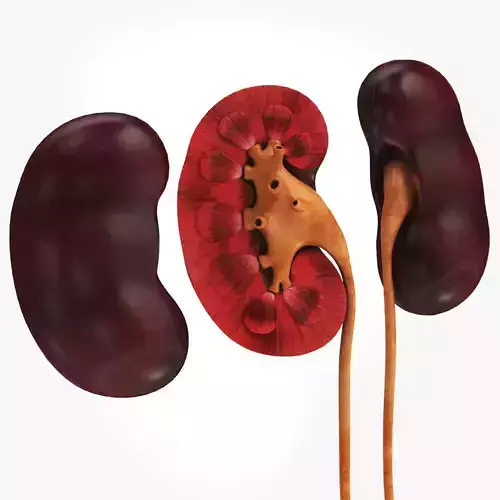 Kidney Anatomy