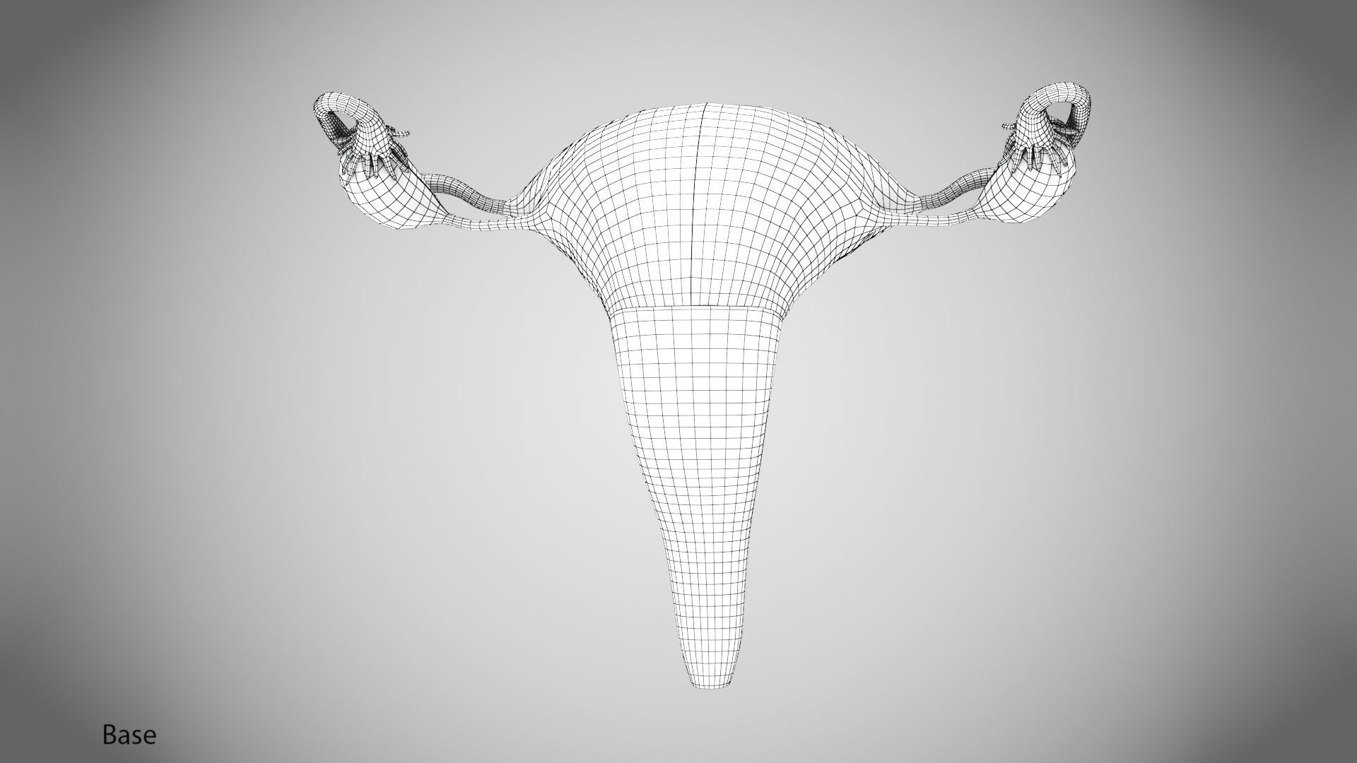 Uterus with Anatomic-Cut 3D model_15