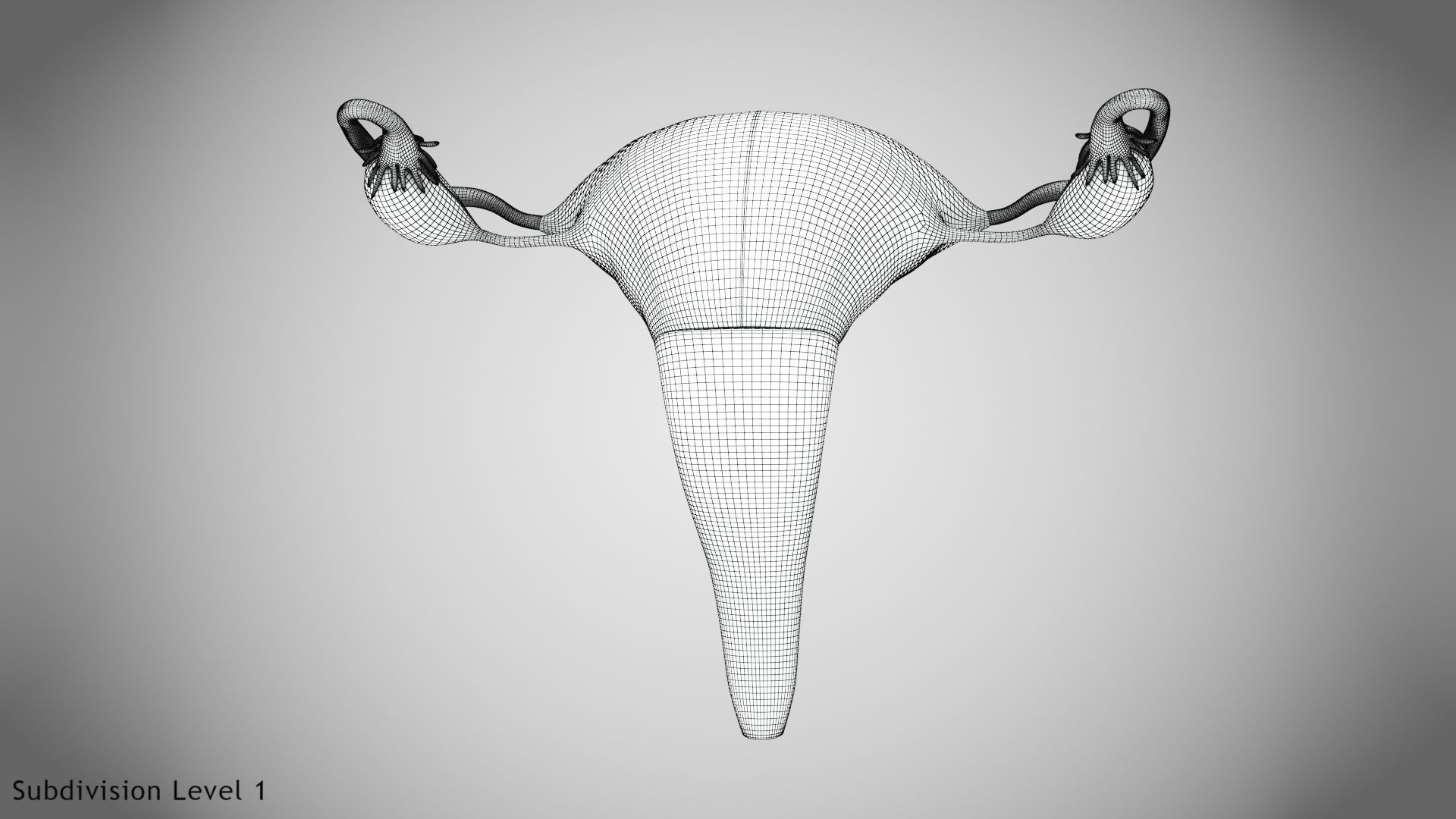 Uterus with Anatomic-Cut 3D model_16