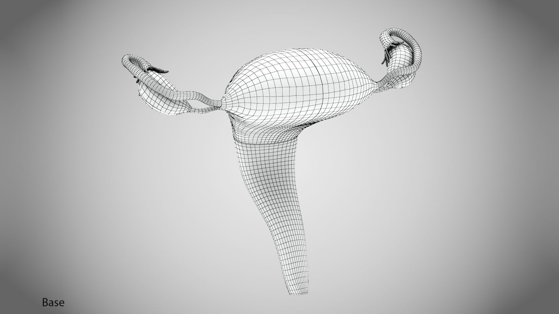 Uterus with Anatomic-Cut 3D model_11