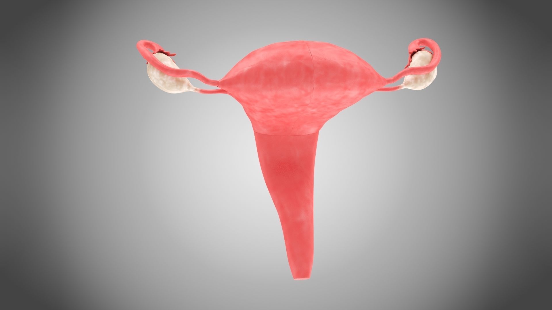 Uterus with Anatomic-Cut 3D model_9