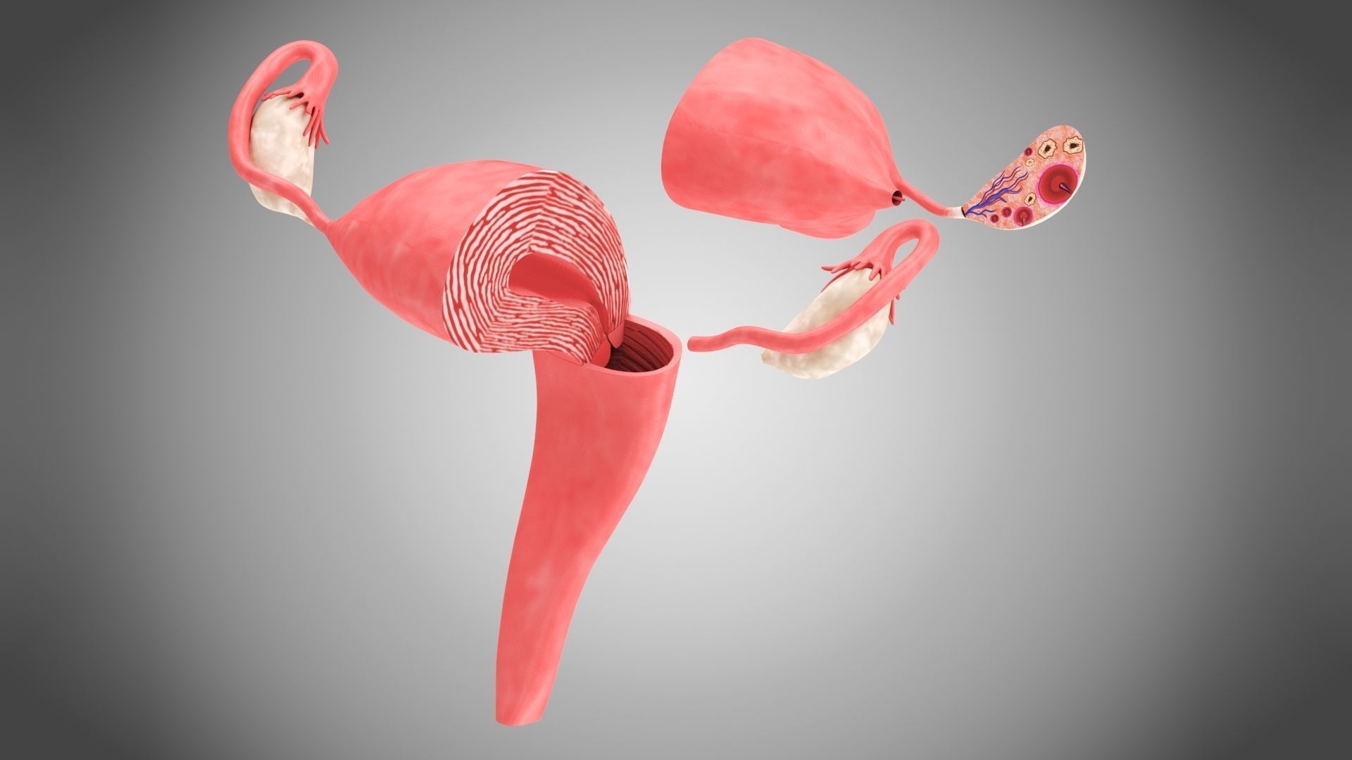 Uterus with Anatomic-Cut 3D model_2