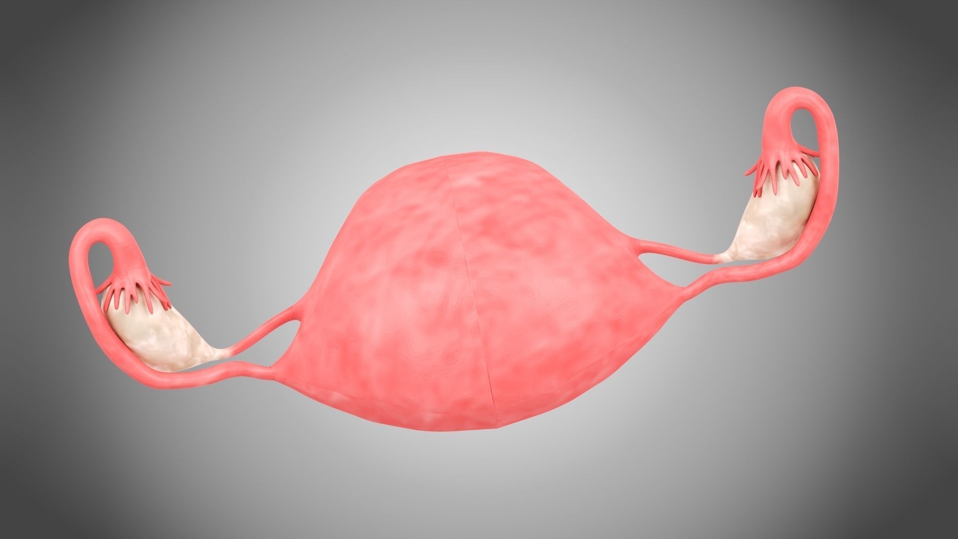 Uterus with Anatomic-Cut 3D model_10