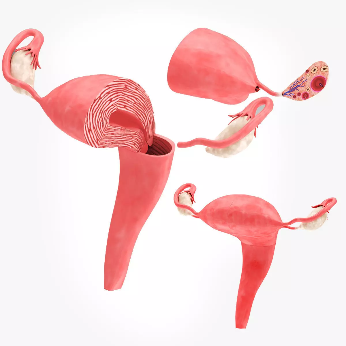 Uterus with Anatomic-Cut 3D model_0