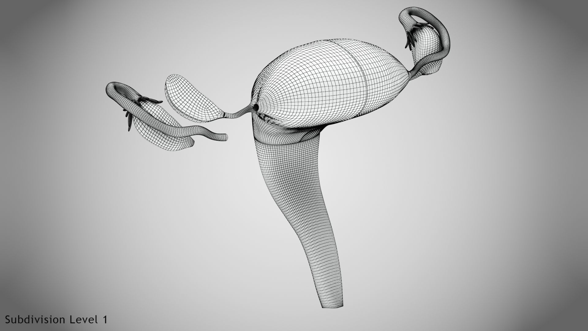 Uterus with Anatomic-Cut 3D model_26