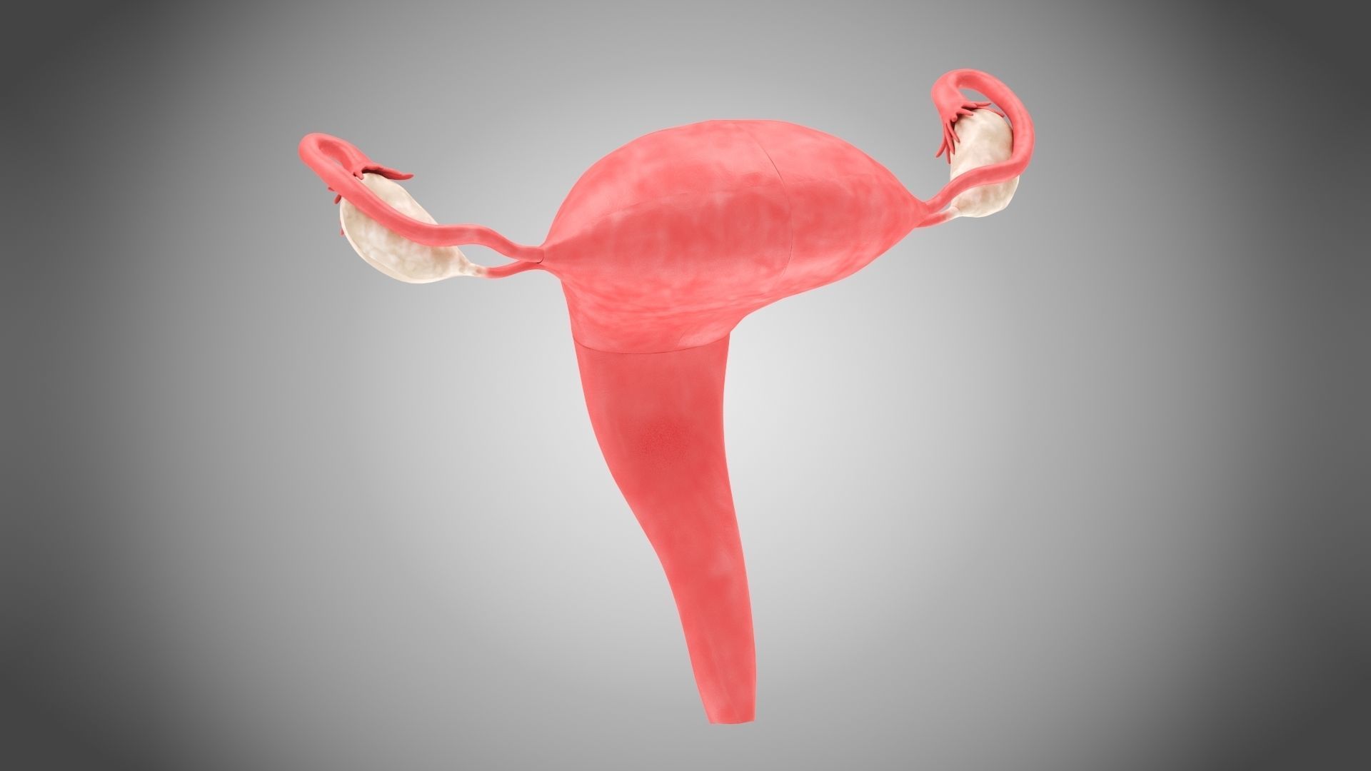 Uterus with Anatomic-Cut 3D model_4