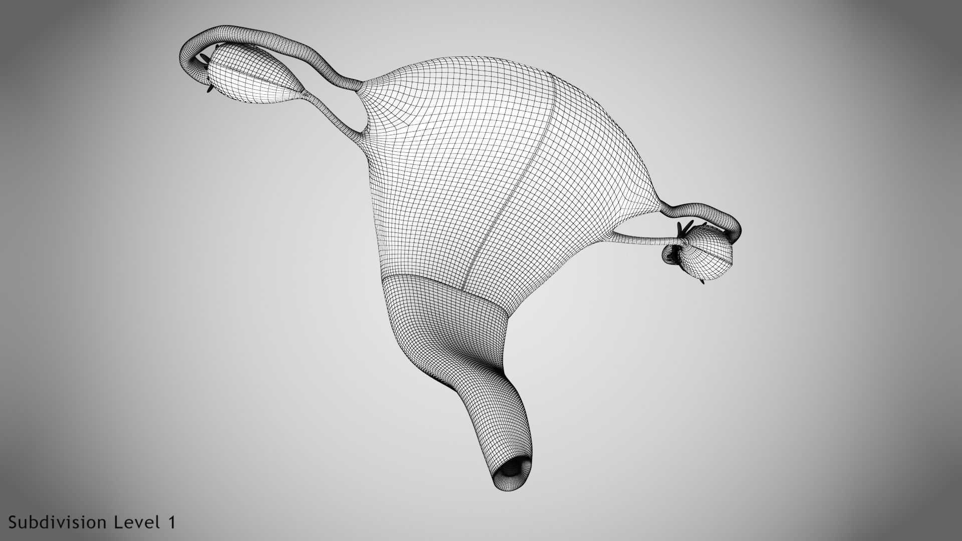 Uterus with Anatomic-Cut 3D model_14