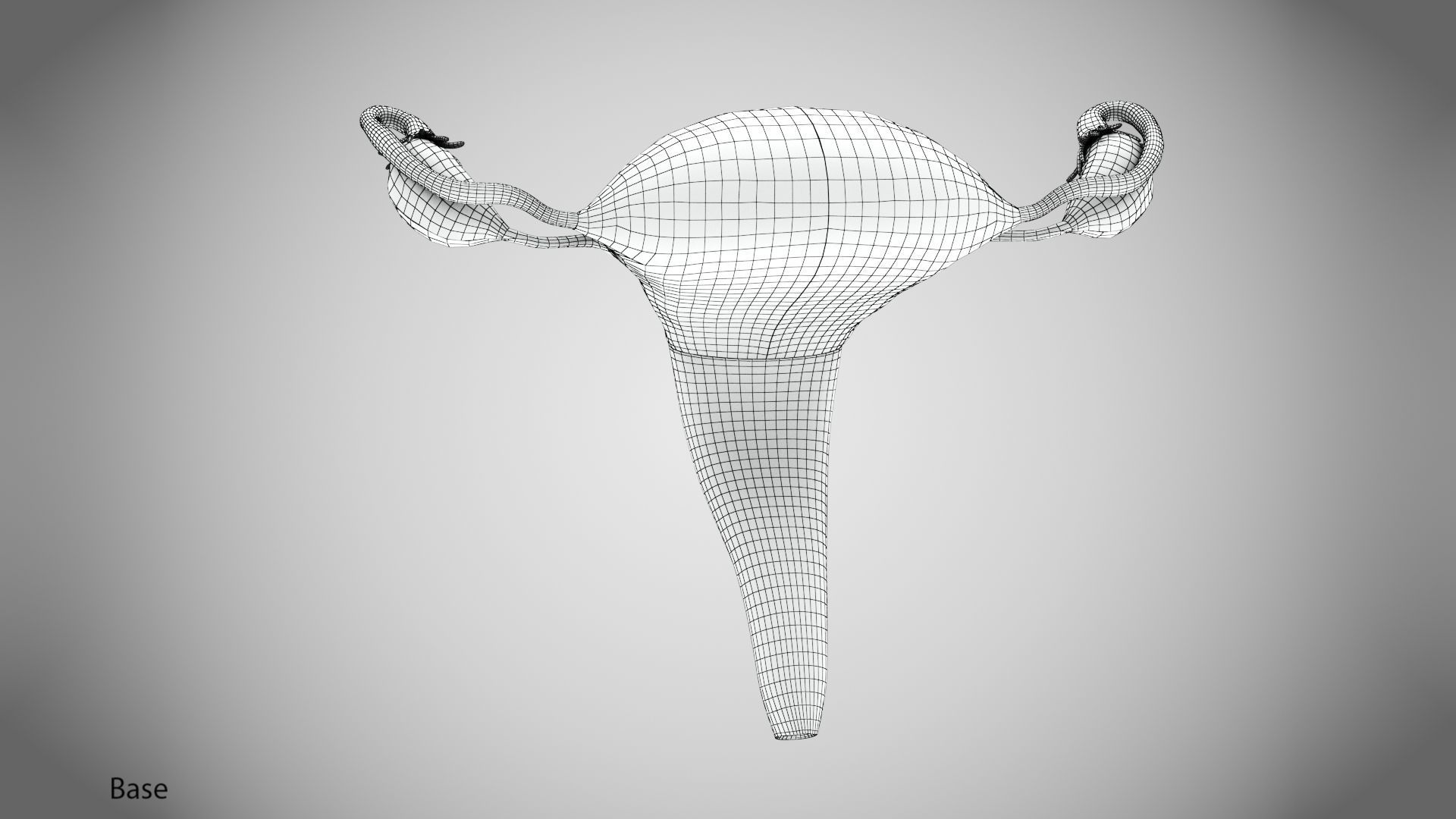 Uterus with Anatomic-Cut 3D model_19