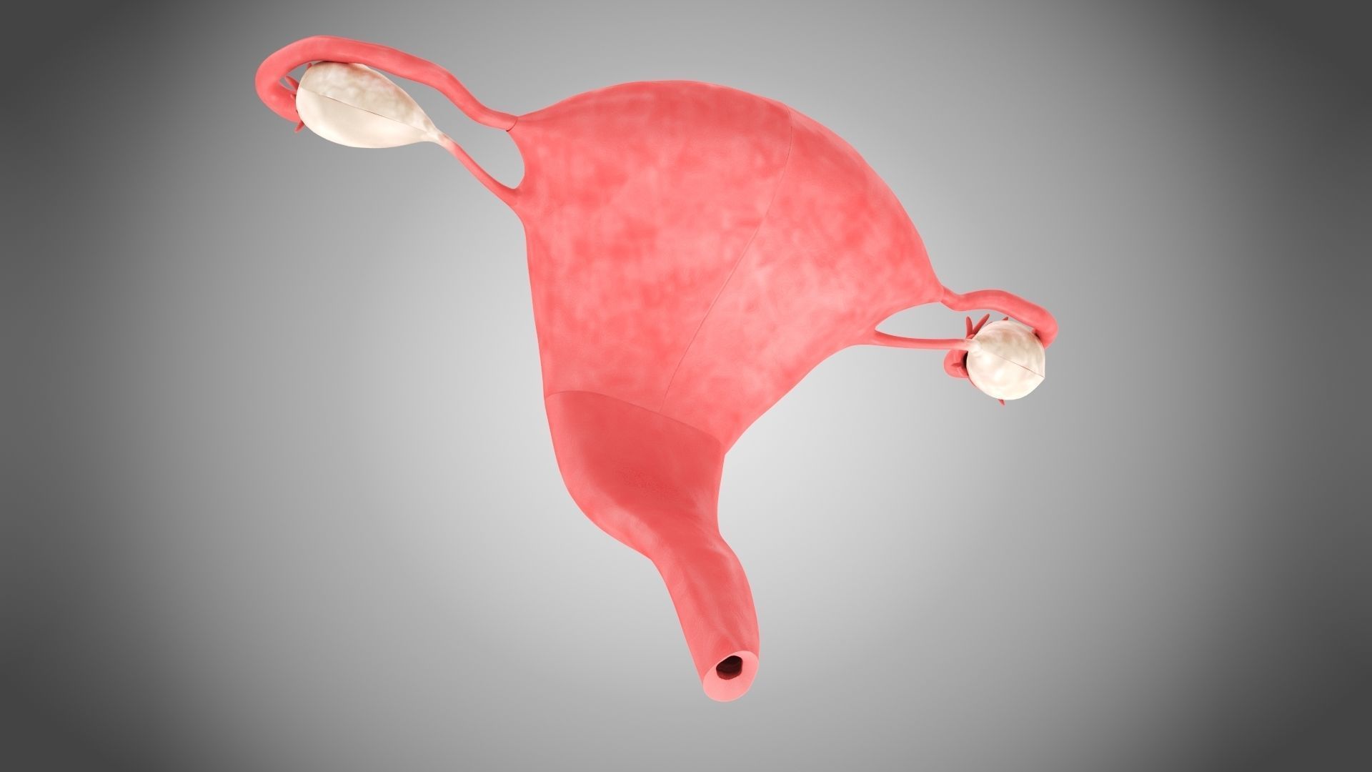 Uterus with Anatomic-Cut 3D model_5