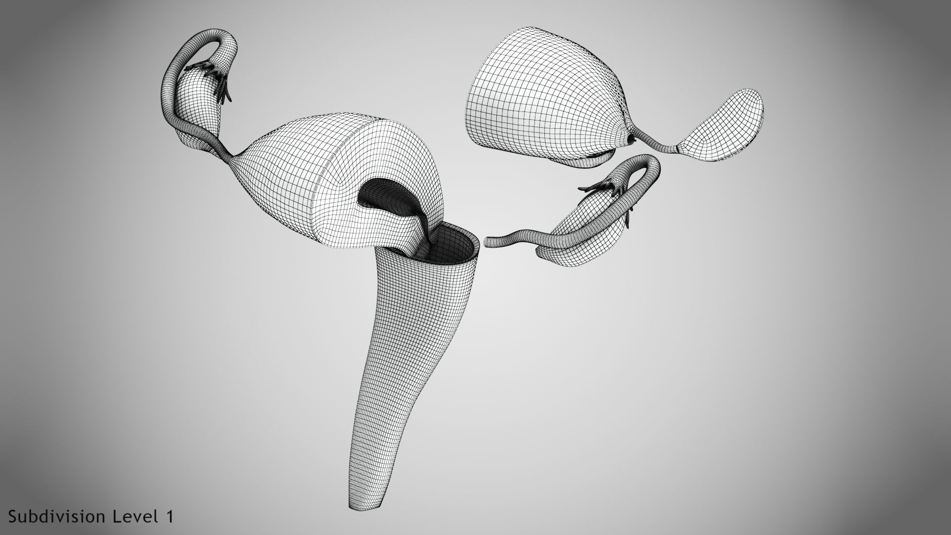 Uterus with Anatomic-Cut 3D model_22