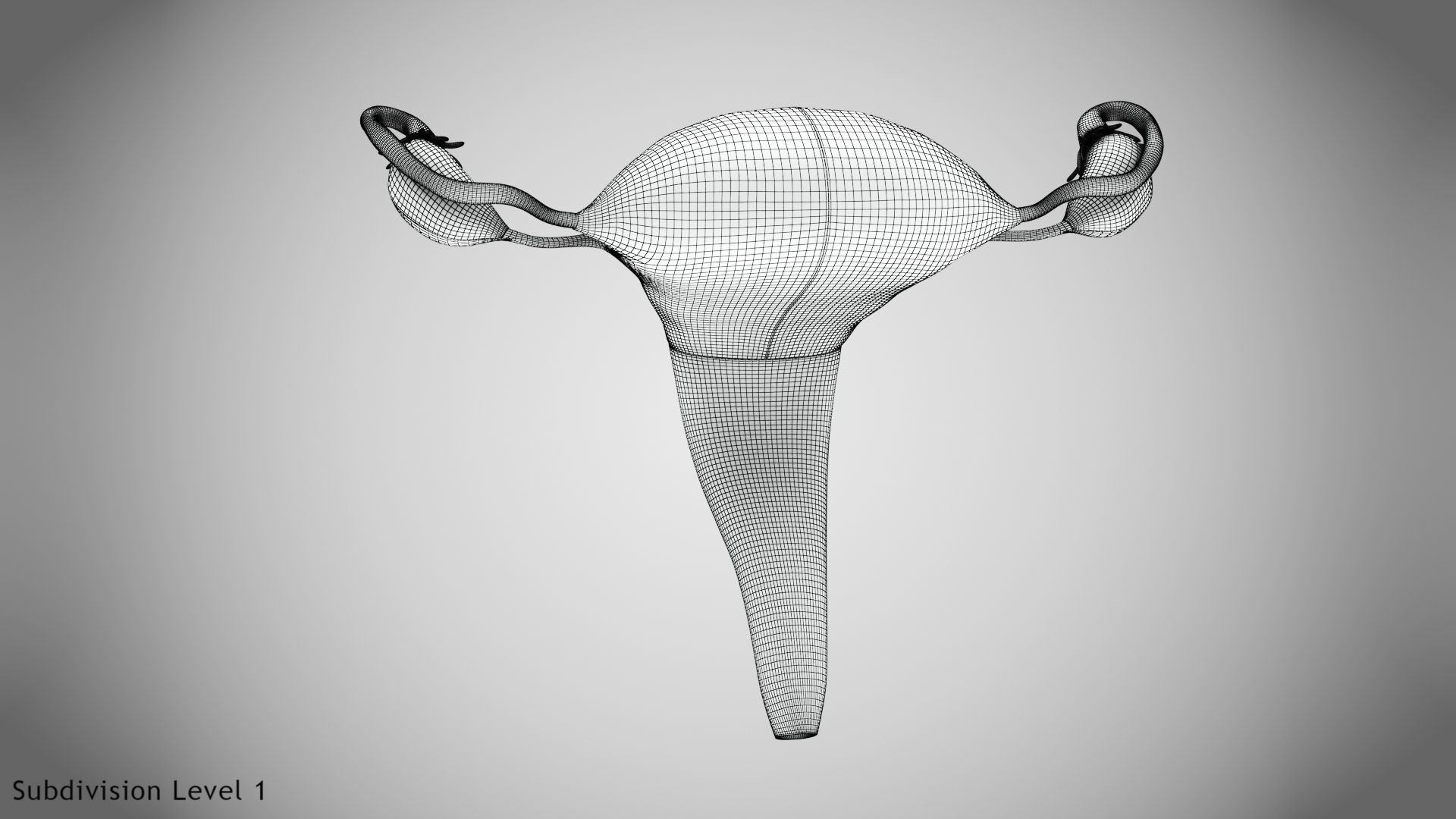 Uterus with Anatomic-Cut 3D model_20