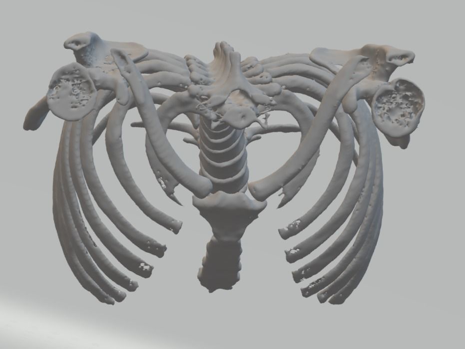 Anatomy Human Rib Cage  3D print model_4