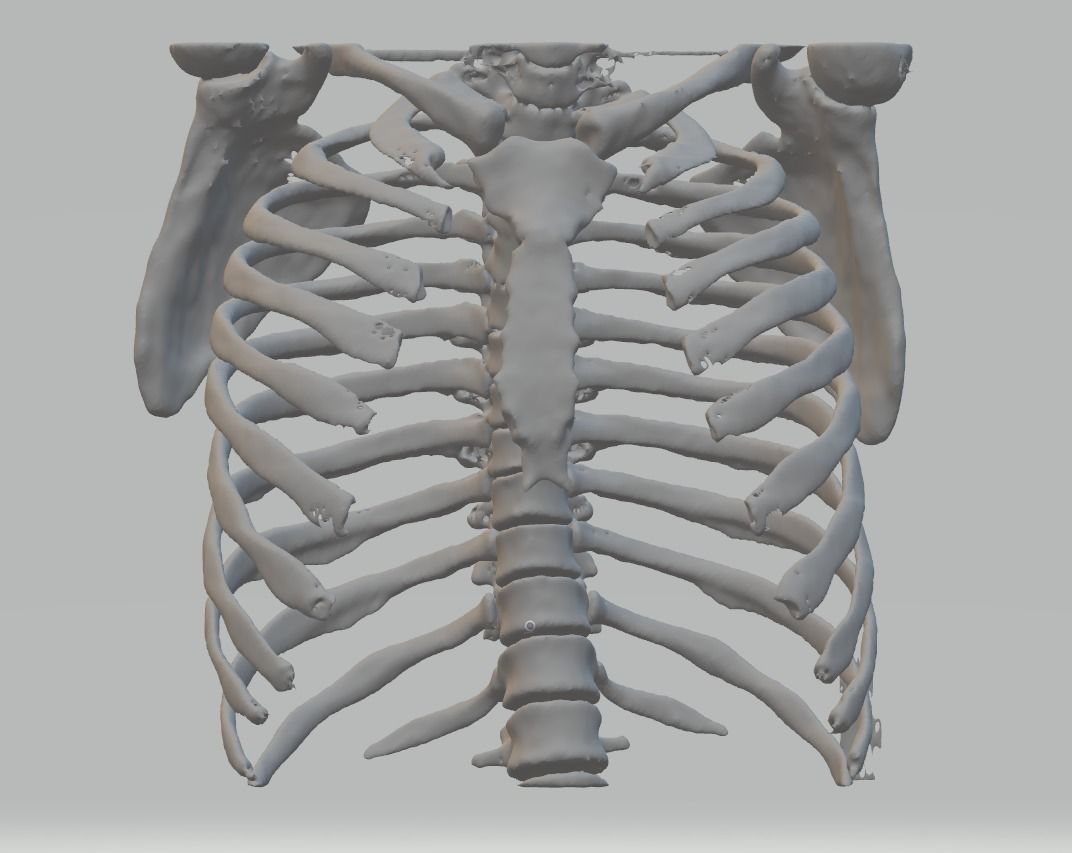 Anatomy Human Rib Cage  3D print model_3