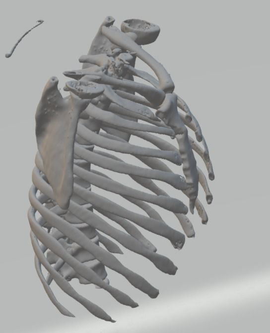 Anatomy Human Rib Cage  3D print model_2