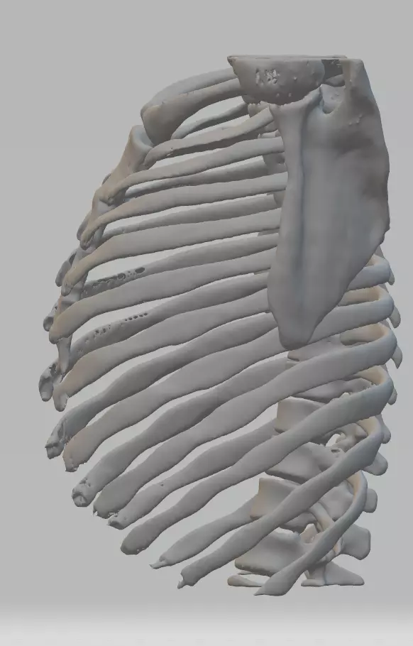 Anatomy Human Rib Cage  3D print model_0