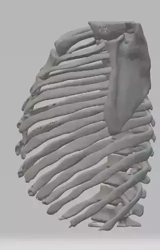 Anatomy Human Rib Cage  3D print model