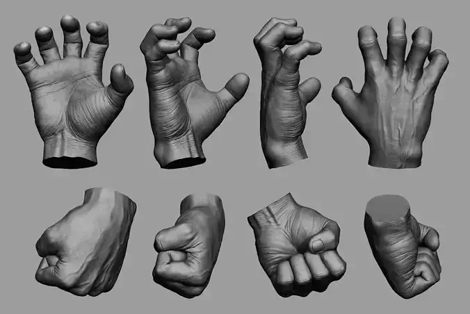  Male Hand Sculpt in 2 poses 3D model