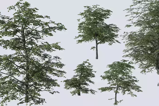 Common Plants Set Low-poly 3D model