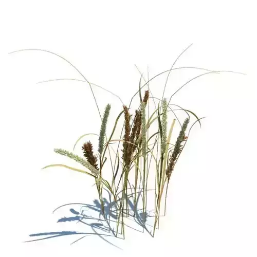Grass Plant 3D model