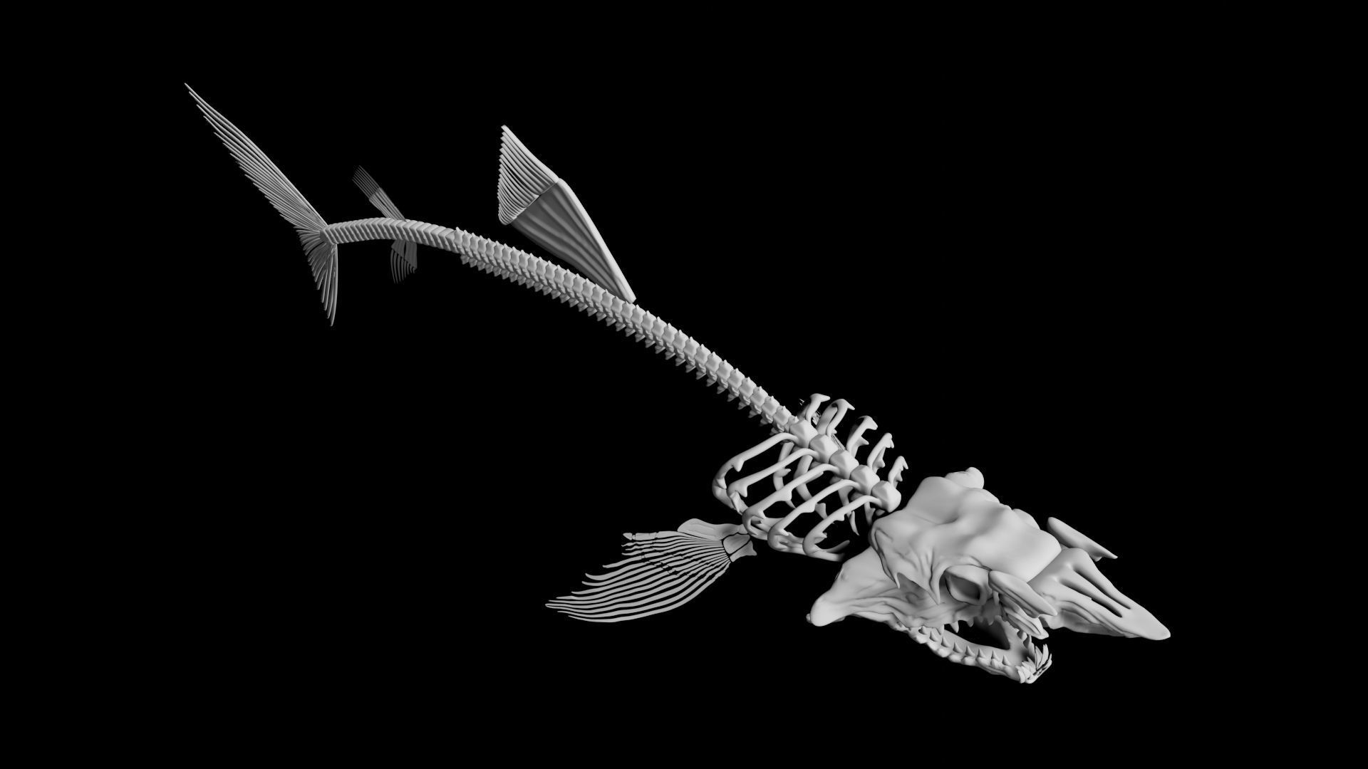 Shark Skeleton Low-poly 3D model_4