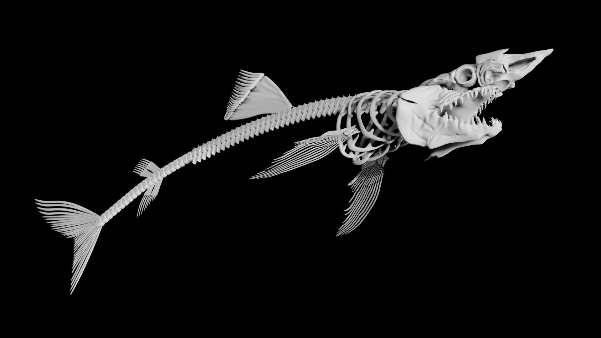 Shark Skeleton Low-poly 3D model_1