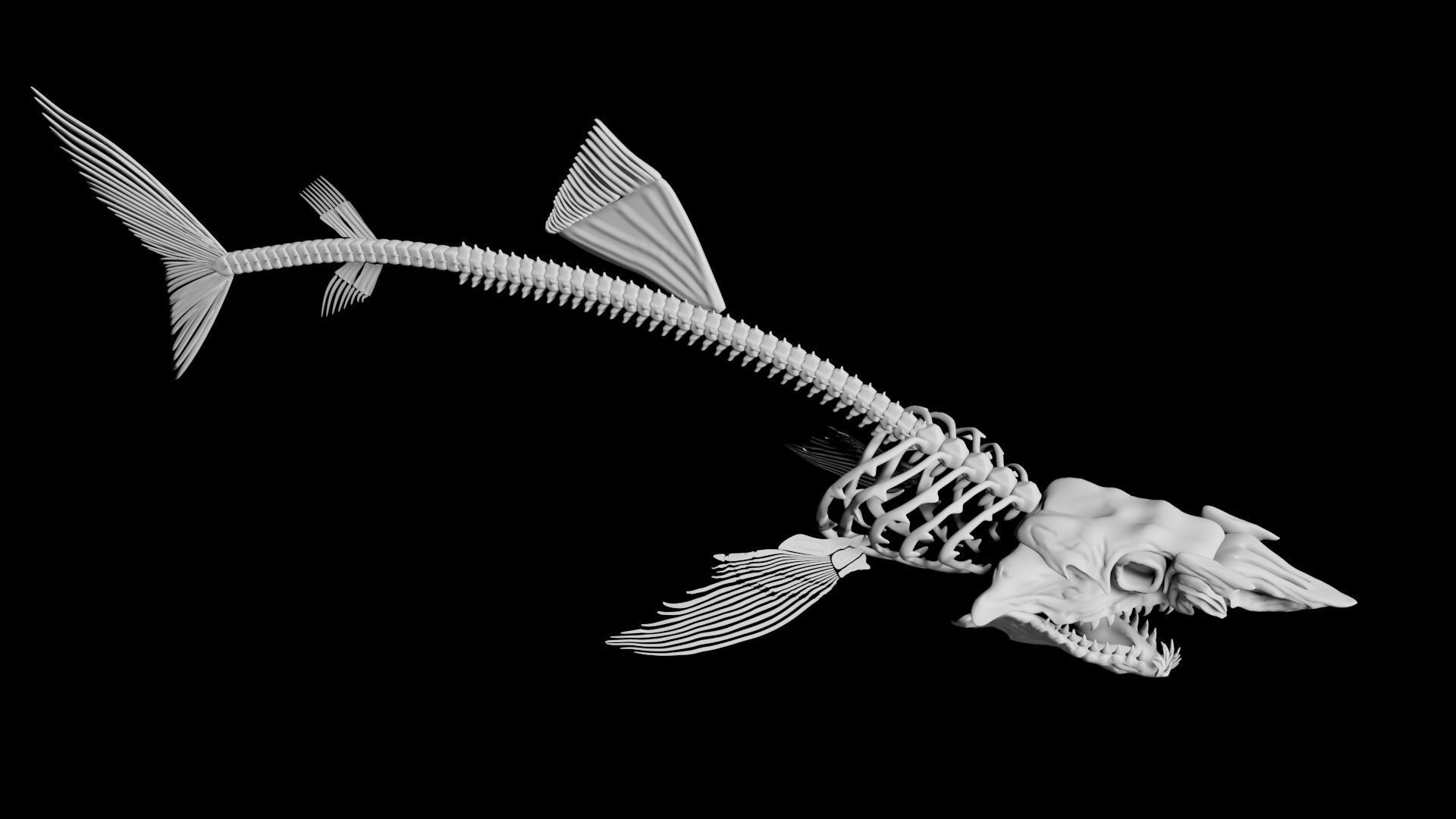 Shark Skeleton Low-poly 3D model_3