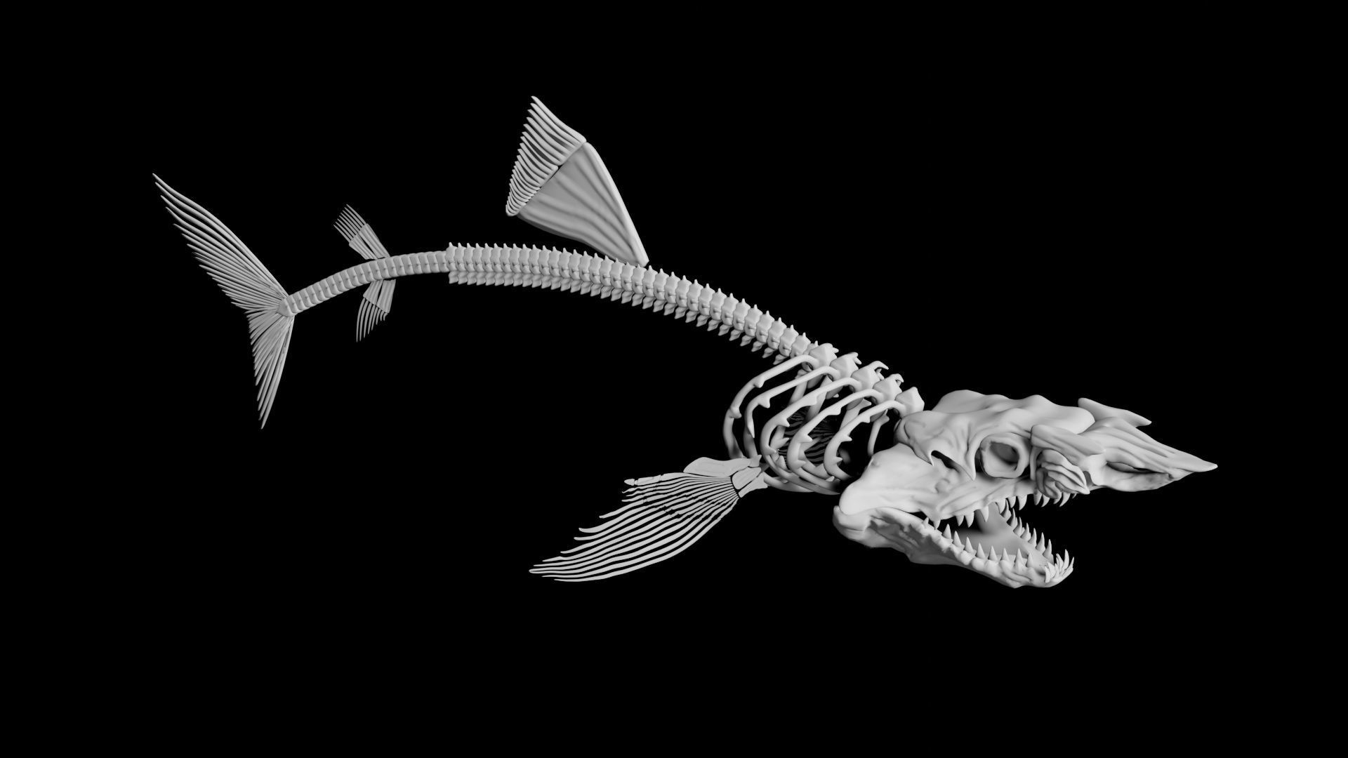 Shark Skeleton Low-poly 3D model_2