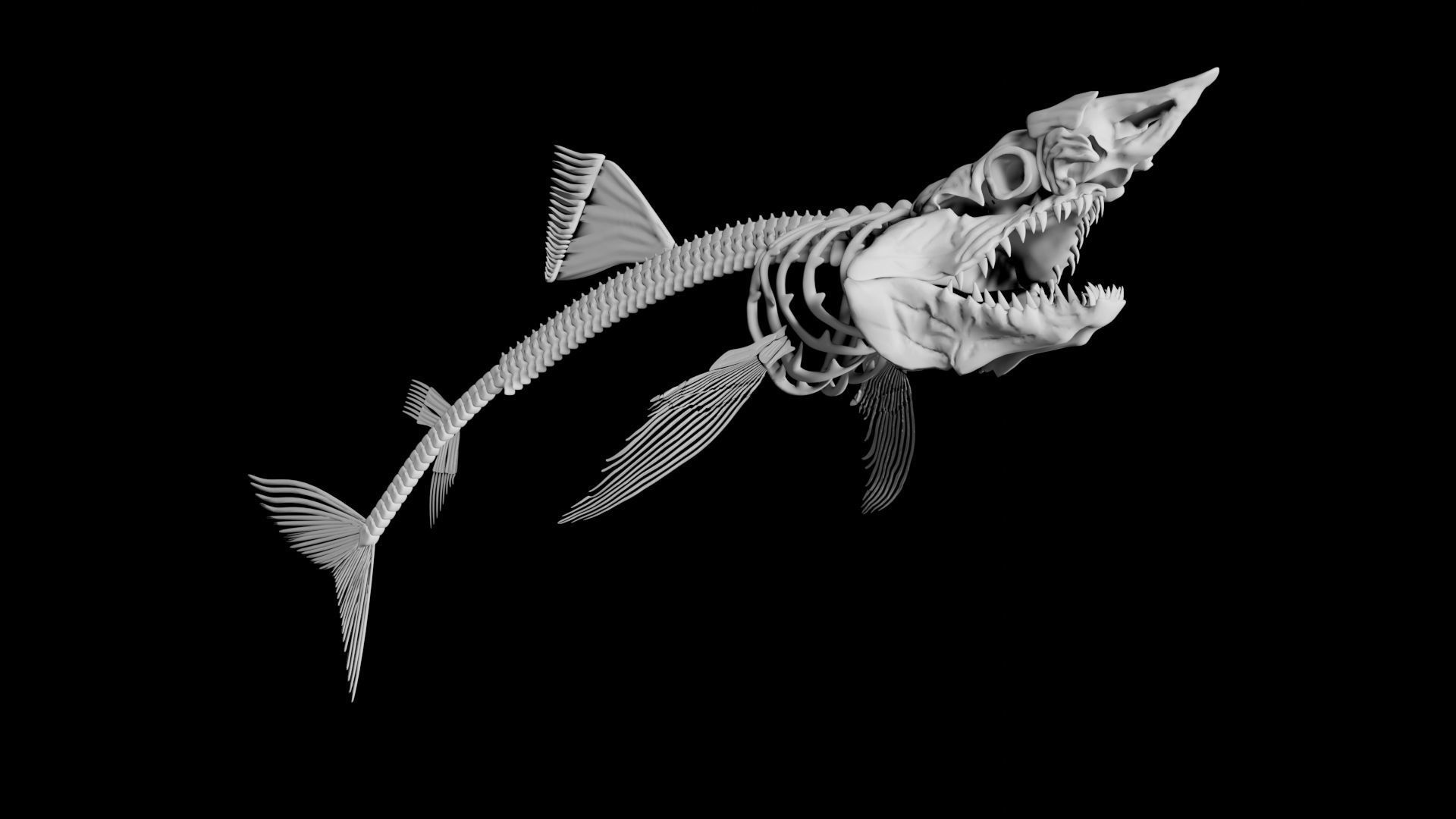 Shark Skeleton Low-poly 3D model_5