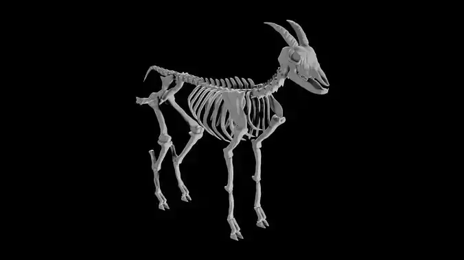 Goat Skeleton Low-poly 3D model