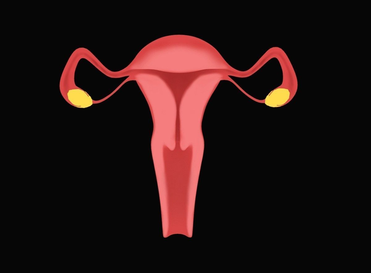 Female Reproductive System Low-poly 3D model_7